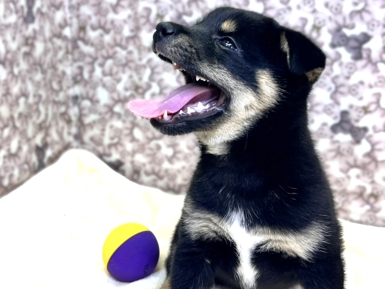 茨城県の柴犬(標準サイズ) (かねだいペットトライアル利根川/2025年10月12日生まれ/女の子/黒)の子犬の3枚目の画像