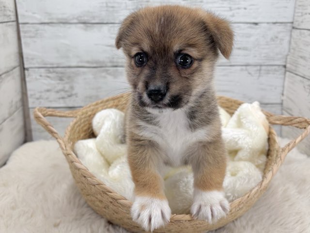 新潟県のロングチワワ×コーギー (かねだいペットトライアル魚沼/2025年10月28日生まれ/男の子/レッド)の子犬の1枚目の画像