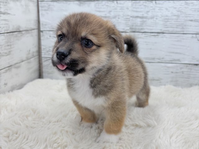 新潟県のロングチワワ×コーギー (かねだいペットトライアル魚沼/2025年10月28日生まれ/男の子/レッド)の子犬の2枚目の画像