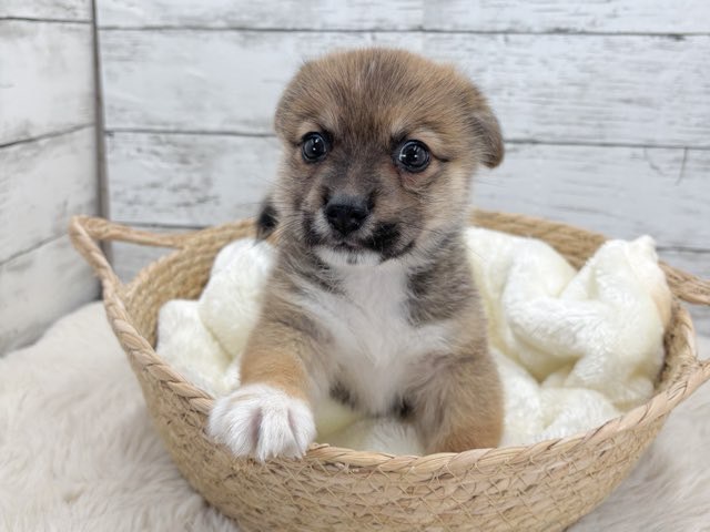 新潟県のロングチワワ×コーギー (かねだいペットトライアル魚沼/2025年10月28日生まれ/男の子/レッド)の子犬の3枚目の画像