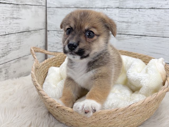 新潟県のロングチワワ×コーギー (かねだいペットトライアル魚沼/2025年10月28日生まれ/男の子/レッド)の子犬の4枚目の画像