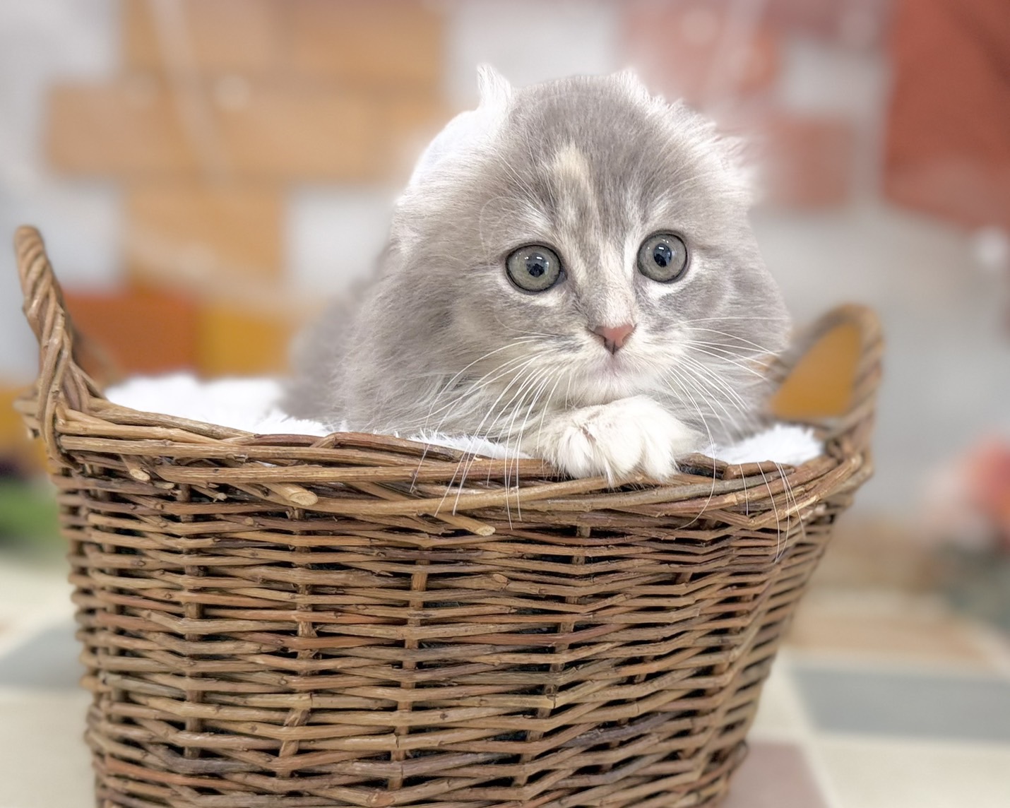 群馬県のアメリカンカール (かねだいペットトライアル前橋/2025年10月23日生まれ/女の子/ダイリュートキャリコ)の子猫の2枚目の画像