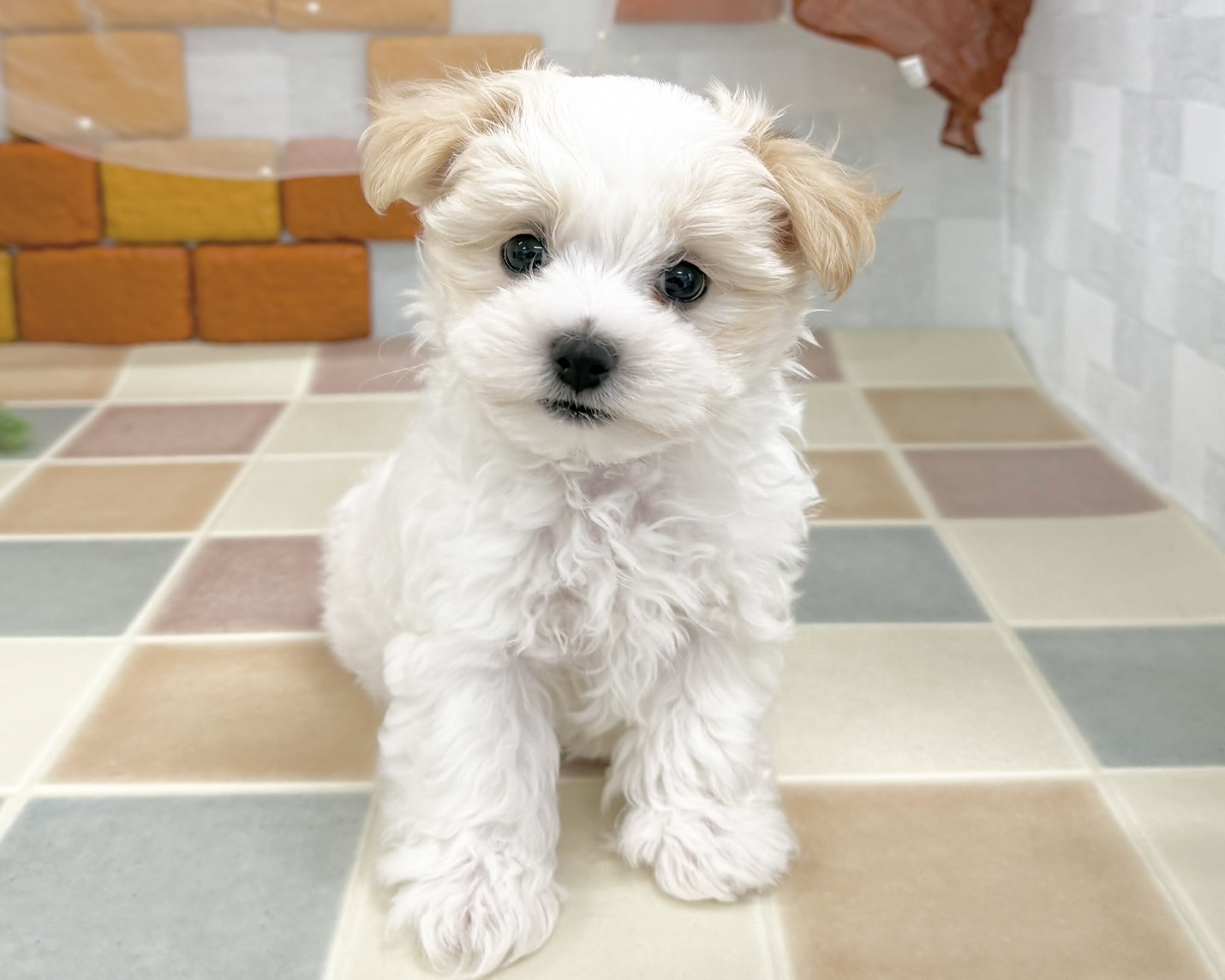 群馬県のマルプー(マルチーズ×プードル) (かねだいペットトライアル前橋/2025年10月28日生まれ/男の子/クリーム)の子犬の2枚目の画像