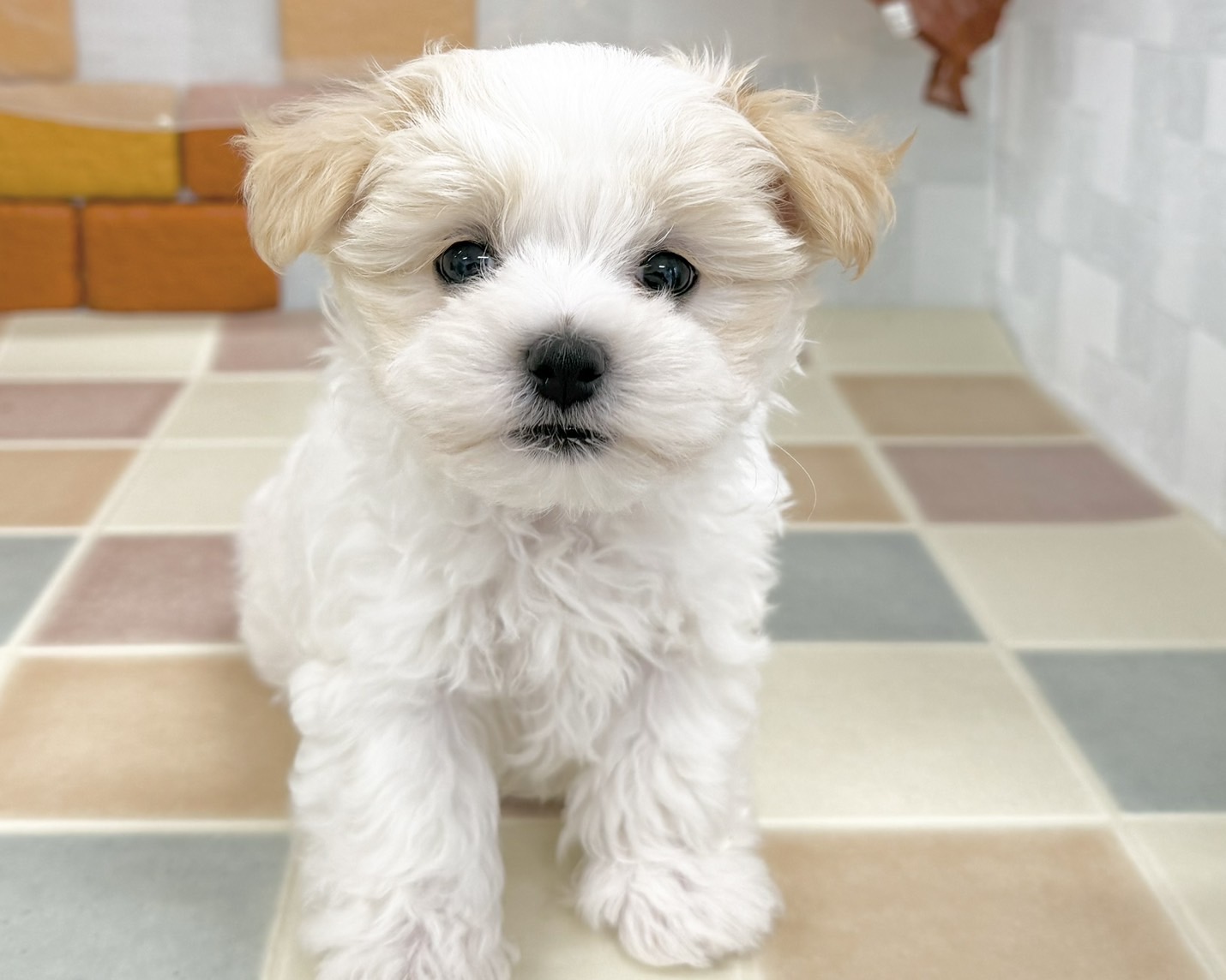 群馬県のマルプー(マルチーズ×プードル) (かねだいペットトライアル前橋/2025年10月28日生まれ/男の子/クリーム)の子犬の3枚目の画像