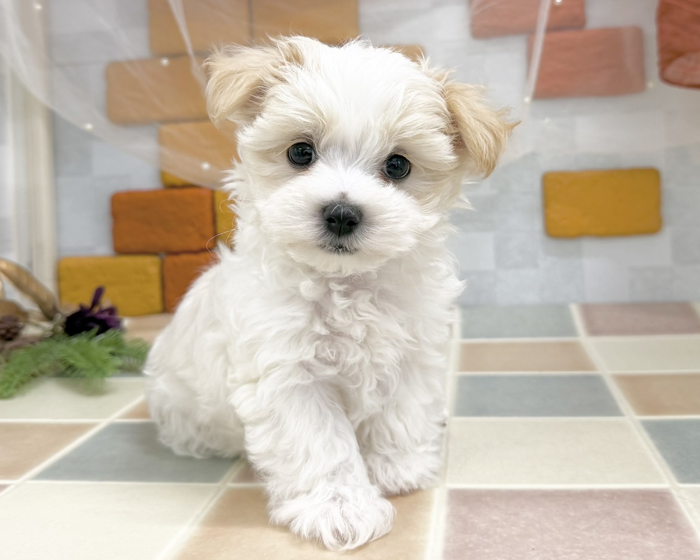 群馬県のマルプー(マルチーズ×プードル) (かねだいペットトライアル前橋/2025年10月28日生まれ/男の子/クリーム)の子犬の4枚目の画像