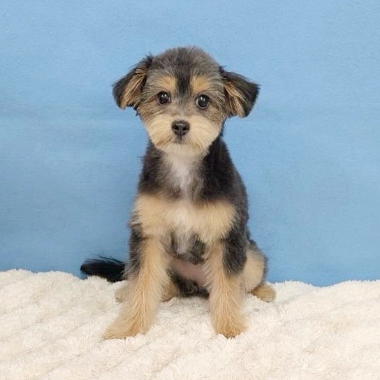 千葉県のポメプー(ポメラニアン×プードル) (かねだい四街道店/2025年8月15日生まれ/女の子/ブラックタン)の子犬の1枚目の画像