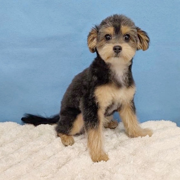 千葉県のポメプー(ポメラニアン×プードル) (かねだい四街道店/2025年8月15日生まれ/女の子/ブラックタン)の子犬の2枚目の画像