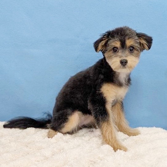 千葉県のポメプー(ポメラニアン×プードル) (かねだい四街道店/2025年8月15日生まれ/女の子/ブラックタン)の子犬の3枚目の画像