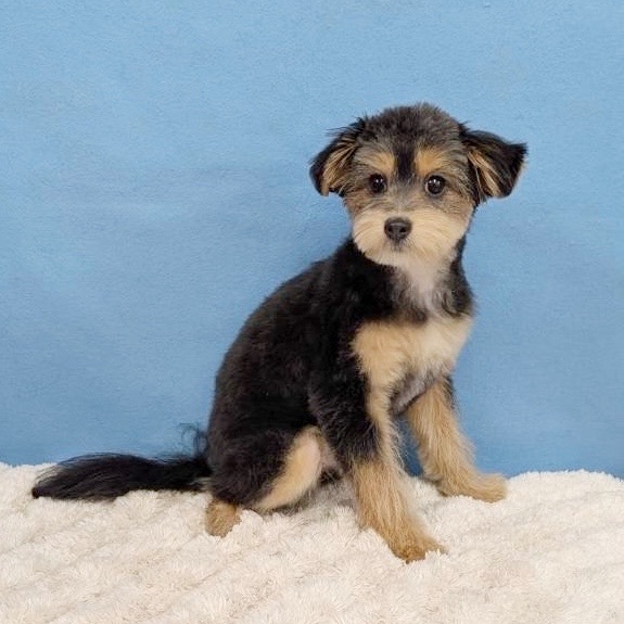 千葉県のポメプー(ポメラニアン×プードル) (かねだい四街道店/2025年8月15日生まれ/女の子/ブラックタン)の子犬の4枚目の画像