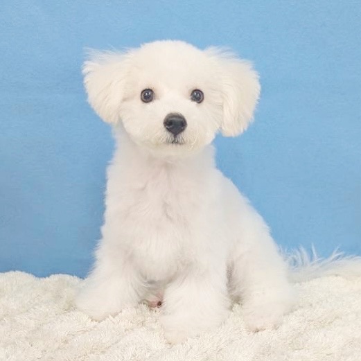 千葉県のビションフリーゼ (かねだい四街道店/2025年8月23日生まれ/男の子/ホワイト)の子犬の1枚目の画像