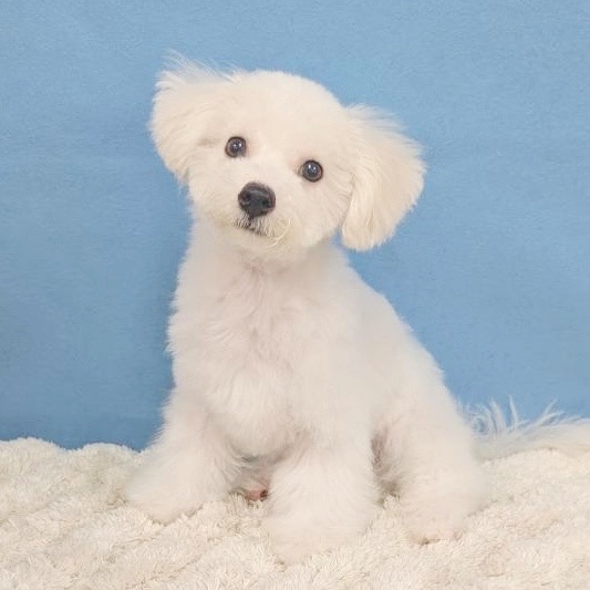 千葉県のビションフリーゼ (かねだい四街道店/2025年8月23日生まれ/男の子/ホワイト)の子犬の2枚目の画像