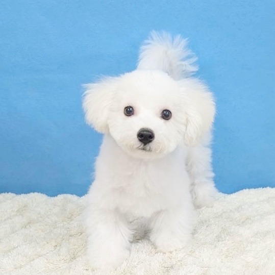 千葉県のビションフリーゼ (かねだい四街道店/2025年8月23日生まれ/男の子/ホワイト)の子犬の3枚目の画像