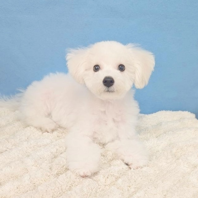 千葉県のビションフリーゼ (かねだい四街道店/2025年8月23日生まれ/男の子/ホワイト)の子犬の4枚目の画像