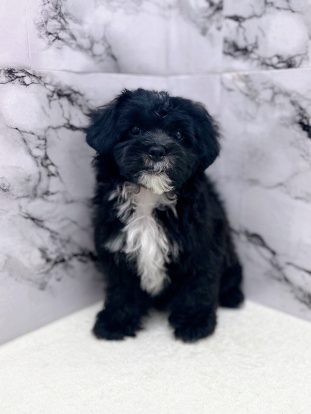 神奈川県のプーズー/プーシーズ(プードル×シーズー) (かねだい東戸塚店/2025年9月17日生まれ/男の子/ブラック)の子犬の1枚目の画像