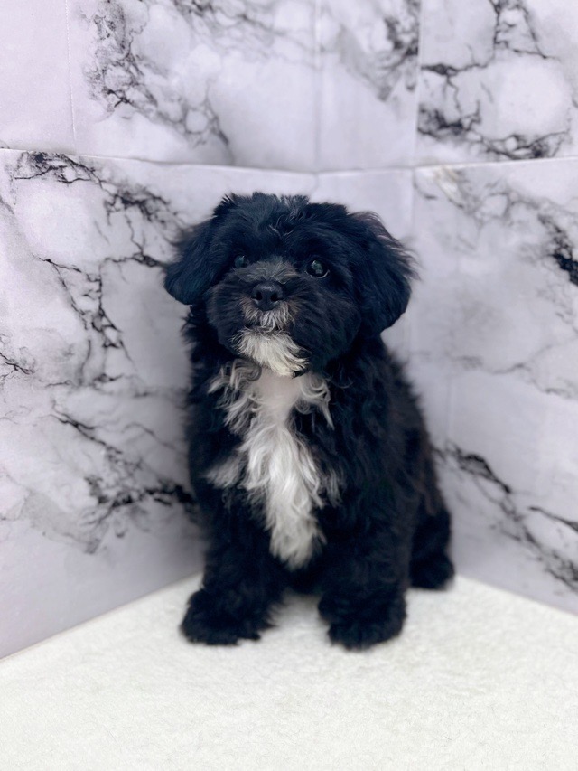 神奈川県のプーズー/プーシーズ(プードル×シーズー) (かねだい東戸塚店/2025年9月17日生まれ/男の子/ブラック)の子犬の2枚目の画像