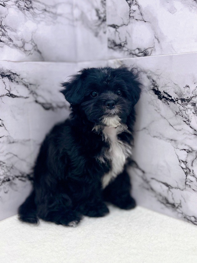 神奈川県のプーズー/プーシーズ(プードル×シーズー) (かねだい東戸塚店/2025年9月17日生まれ/男の子/ブラック)の子犬の3枚目の画像