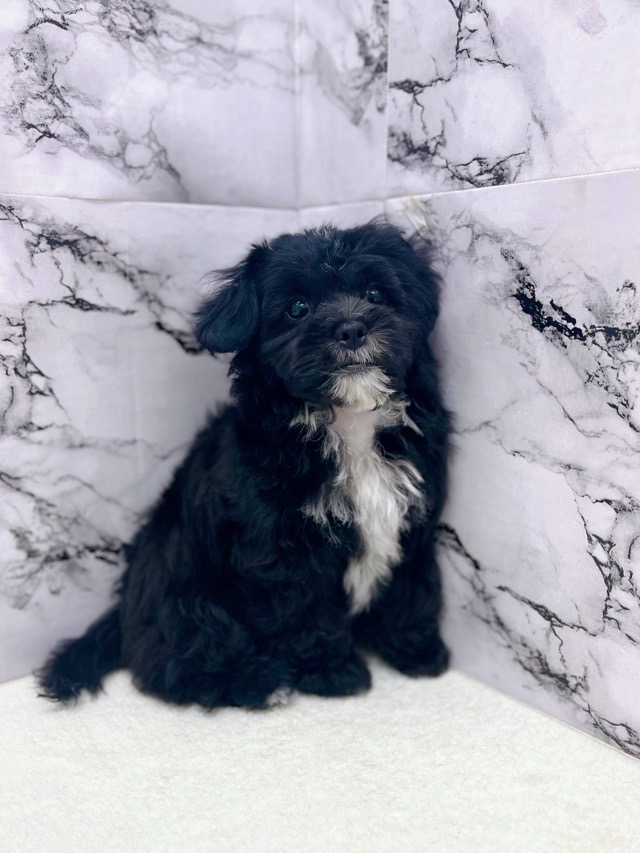 神奈川県のプーズー/プーシーズ(プードル×シーズー) (かねだい東戸塚店/2025年9月17日生まれ/男の子/ブラック)の子犬の4枚目の画像