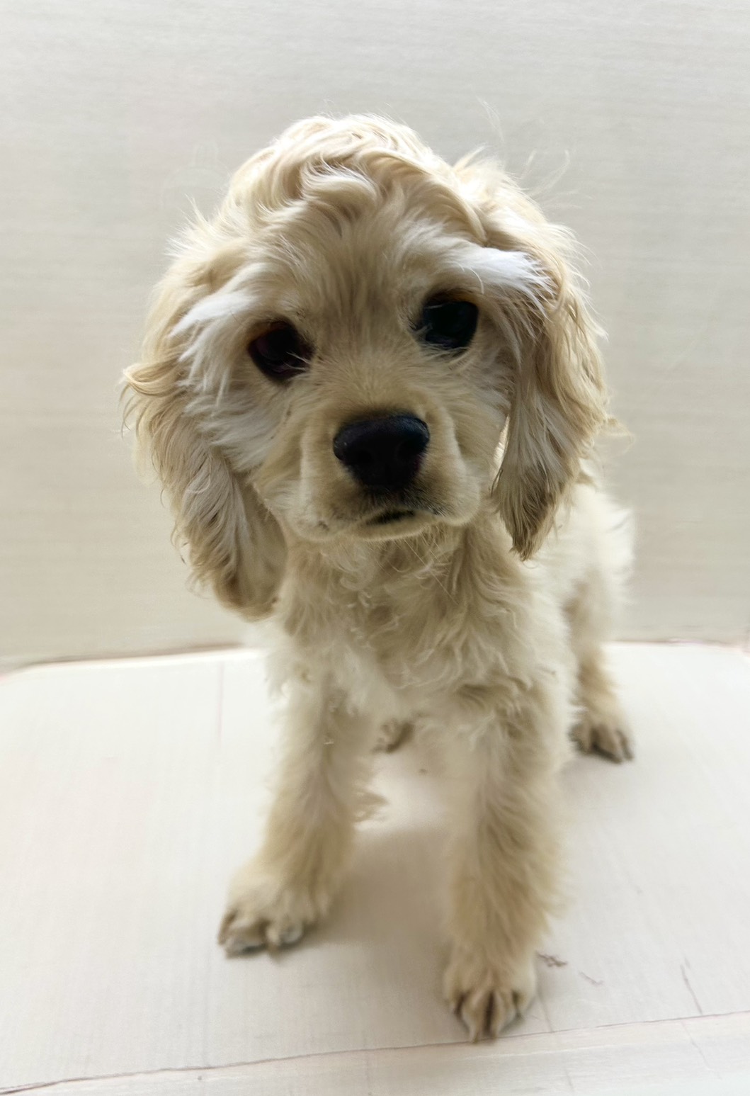 千葉県のアメリカンコッカースパニエル (かねだい八千代店/2025年8月14日生まれ/男の子/バフ)の子犬の3枚目の画像