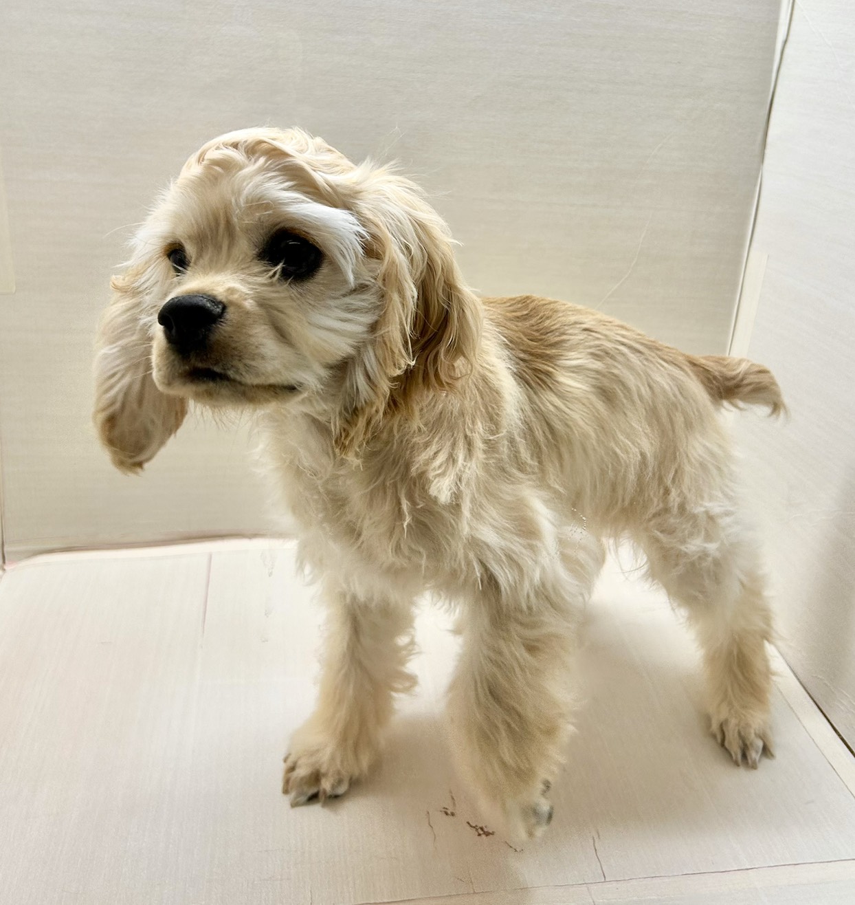 千葉県のアメリカンコッカースパニエル (かねだい八千代店/2025年8月14日生まれ/男の子/バフ)の子犬の4枚目の画像