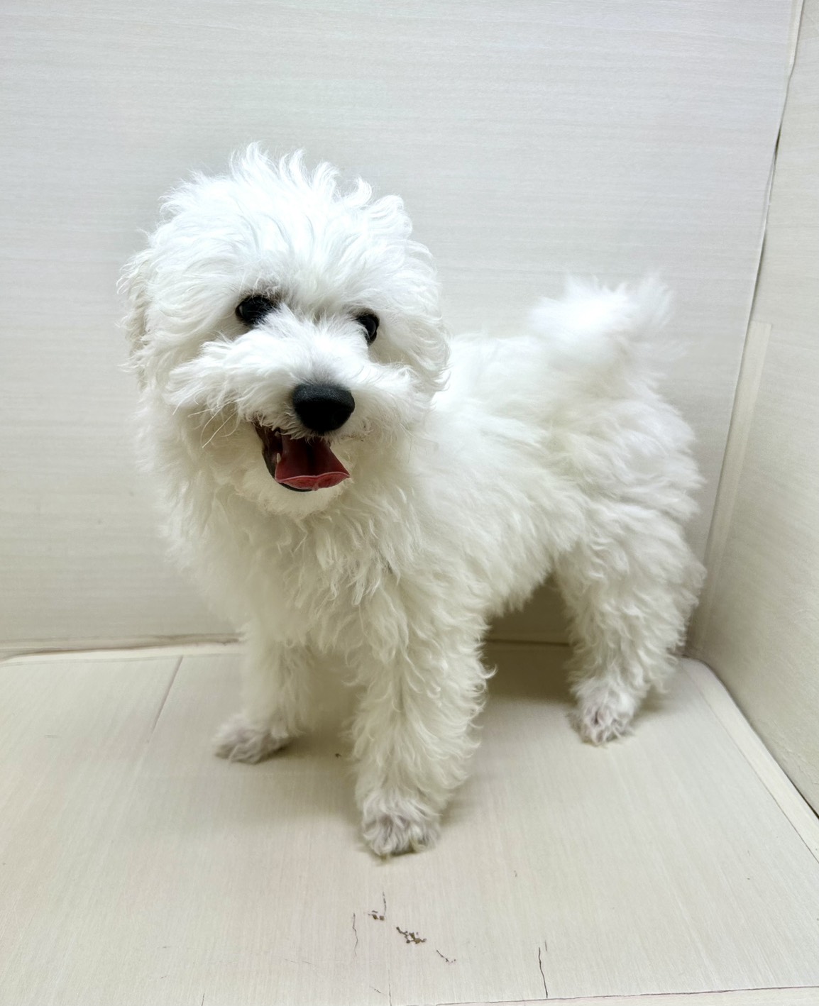 千葉県のビションフリーゼ (かねだい八千代店/2025年9月6日生まれ/男の子/ホワイト)の子犬の3枚目の画像