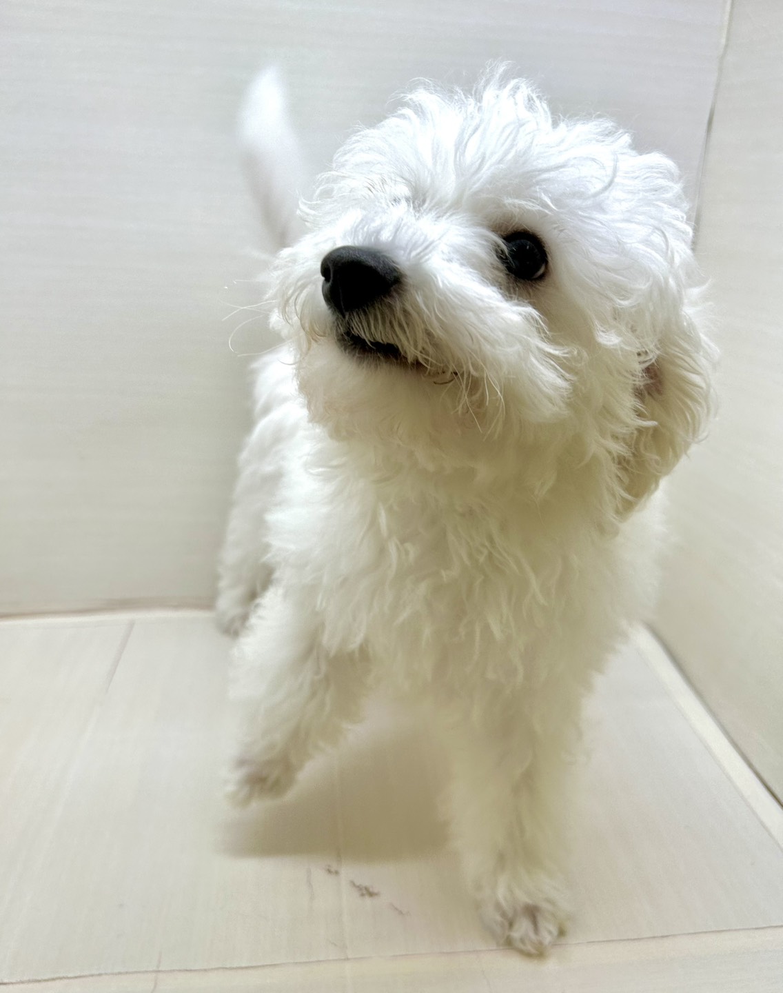 千葉県のビションフリーゼ (かねだい八千代店/2025年9月6日生まれ/男の子/ホワイト)の子犬の4枚目の画像