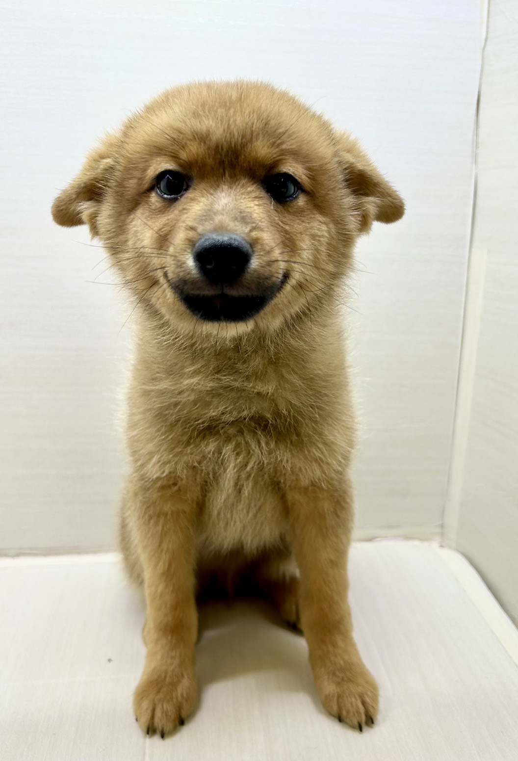 千葉県のポメ柴/豆ポメ/ポメ豆柴(ポメラニアン×柴犬) (かねだい八千代店/2025年9月13日生まれ/男の子/クリーム)の子犬の3枚目の画像