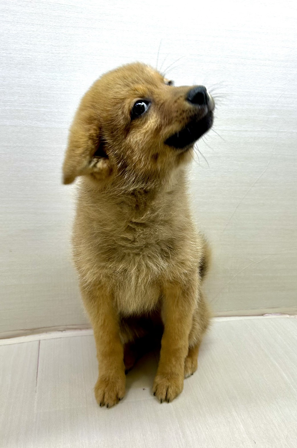 千葉県のポメ柴/豆ポメ/ポメ豆柴(ポメラニアン×柴犬) (かねだい八千代店/2025年9月13日生まれ/男の子/クリーム)の子犬の4枚目の画像