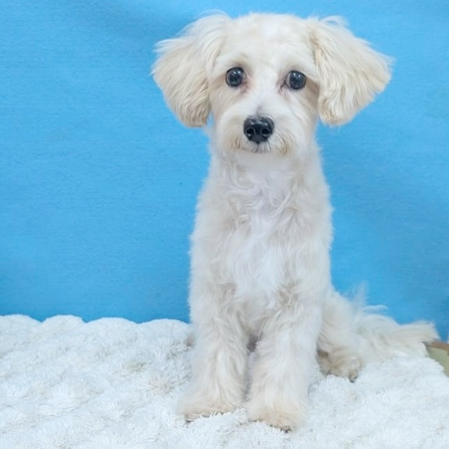 千葉県のマルプー(マルチーズ×プードル) (かねだい四街道店/2025年6月22日生まれ/男の子/アプリコット)の子犬の1枚目の画像