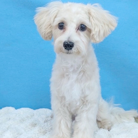 千葉県のマルプー(マルチーズ×プードル) (かねだい四街道店/2025年6月22日生まれ/男の子/アプリコット)の子犬の3枚目の画像