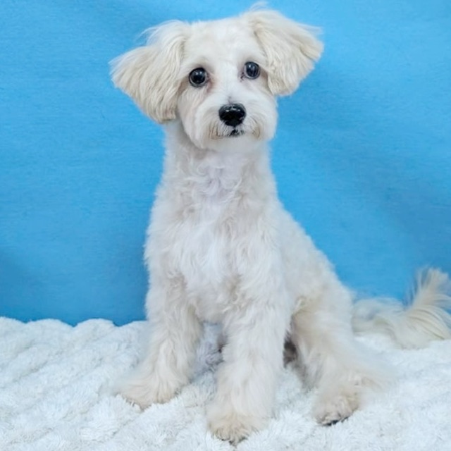 千葉県のマルプー(マルチーズ×プードル) (かねだい四街道店/2025年6月22日生まれ/男の子/アプリコット)の子犬の4枚目の画像