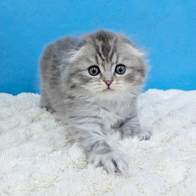 千葉県のスコティッシュフォールド (かねだい四街道店/2025年1月16日生まれ/女の子/シルバータビー)の子猫の2枚目の画像
