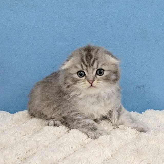 千葉県のスコティッシュフォールド (かねだい四街道店/2025年1月16日生まれ/女の子/シルバータビー)の子猫の3枚目の画像