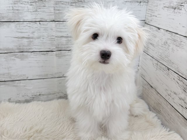 新潟県のポメビション(ポメラニアン×ビションフリーゼ) (かねだいペットトライアル魚沼/2025年8月17日生まれ/男の子/ホワイト)の子犬の1枚目の画像