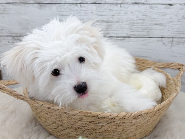 新潟県のポメビション(ポメラニアン×ビションフリーゼ) (かねだいペットトライアル魚沼/2025年8月17日生まれ/男の子/ホワイト)の子犬の3枚目の画像