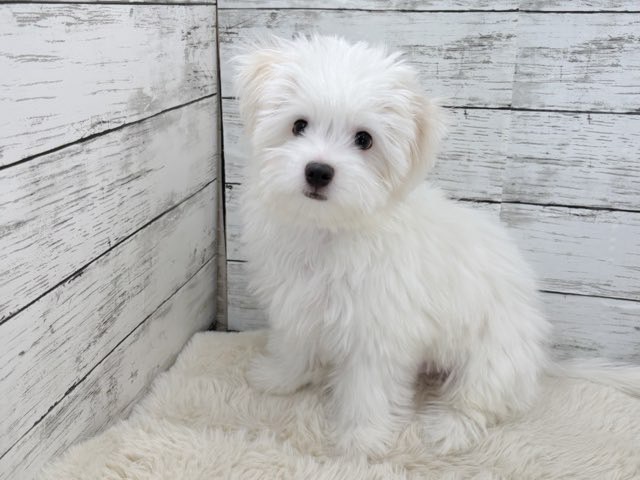 新潟県のポメビション(ポメラニアン×ビションフリーゼ) (かねだいペットトライアル魚沼/2025年8月17日生まれ/男の子/ホワイト)の子犬の4枚目の画像