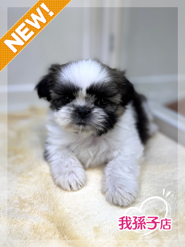 千葉県のシーズー (かねだい我孫子店/2025年10月28日生まれ/男の子/ホワイトゴールド)の子犬の1枚目の画像