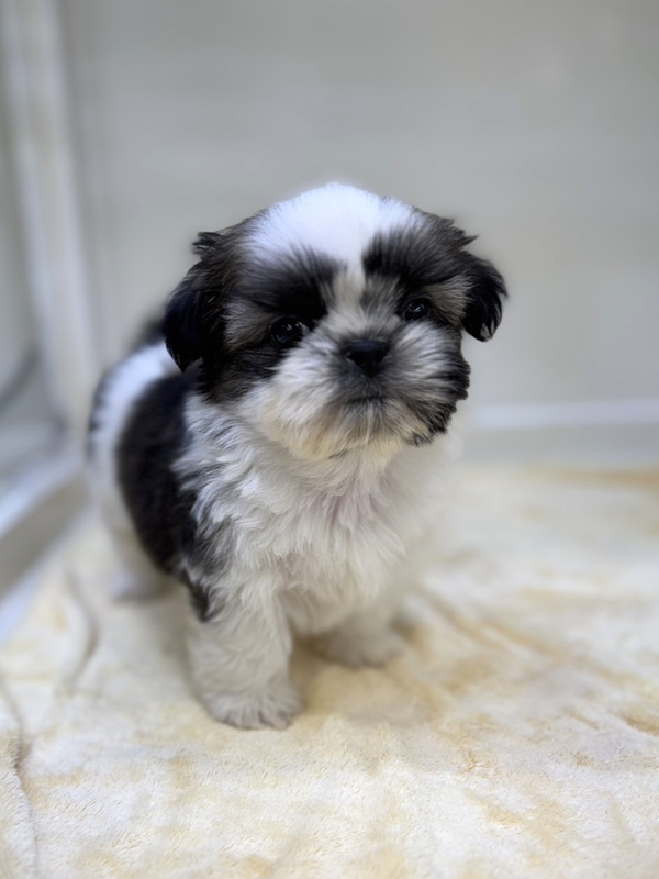千葉県のシーズー (かねだい我孫子店/2025年10月28日生まれ/男の子/ホワイトゴールド)の子犬の2枚目の画像