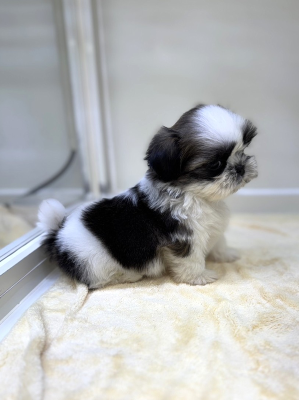 千葉県のシーズー (かねだい我孫子店/2025年10月28日生まれ/男の子/ホワイトゴールド)の子犬の3枚目の画像