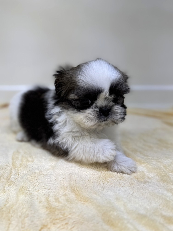 千葉県のシーズー (かねだい我孫子店/2025年10月28日生まれ/男の子/ホワイトゴールド)の子犬の4枚目の画像