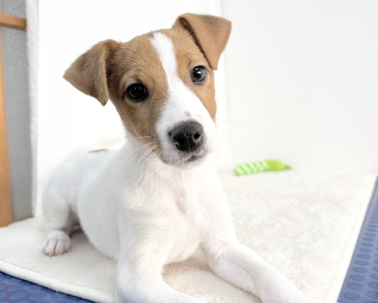 群馬県のジャックラッセルテリア (かねだいペットトライアル桐生/2025年9月27日生まれ/男の子/ホワイトタン)の子犬の1枚目の画像