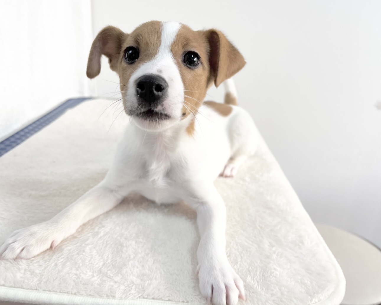 群馬県のジャックラッセルテリア (かねだいペットトライアル桐生/2025年9月27日生まれ/男の子/ホワイトタン)の子犬の3枚目の画像