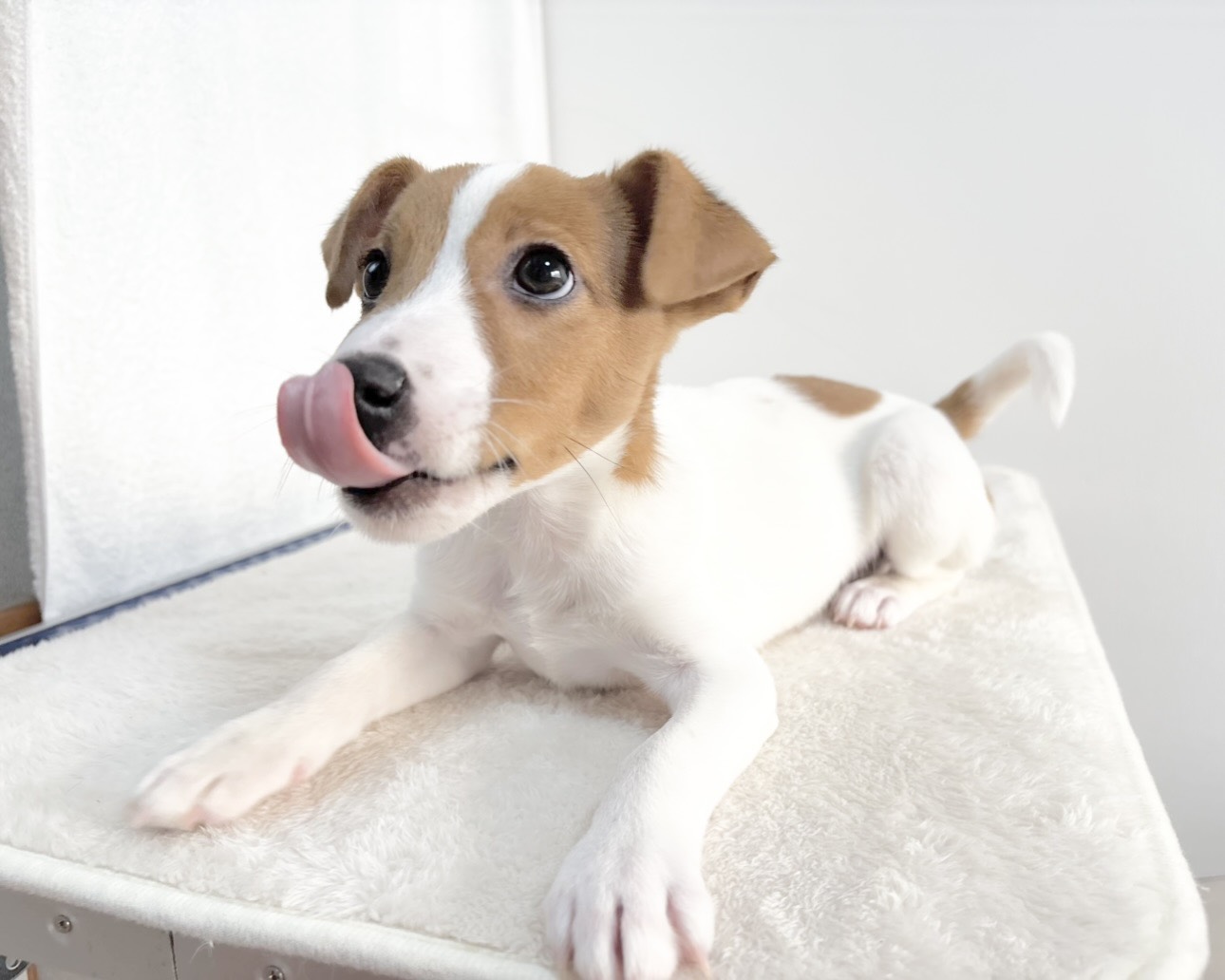 群馬県のジャックラッセルテリア (かねだいペットトライアル桐生/2025年9月27日生まれ/男の子/ホワイトタン)の子犬の4枚目の画像