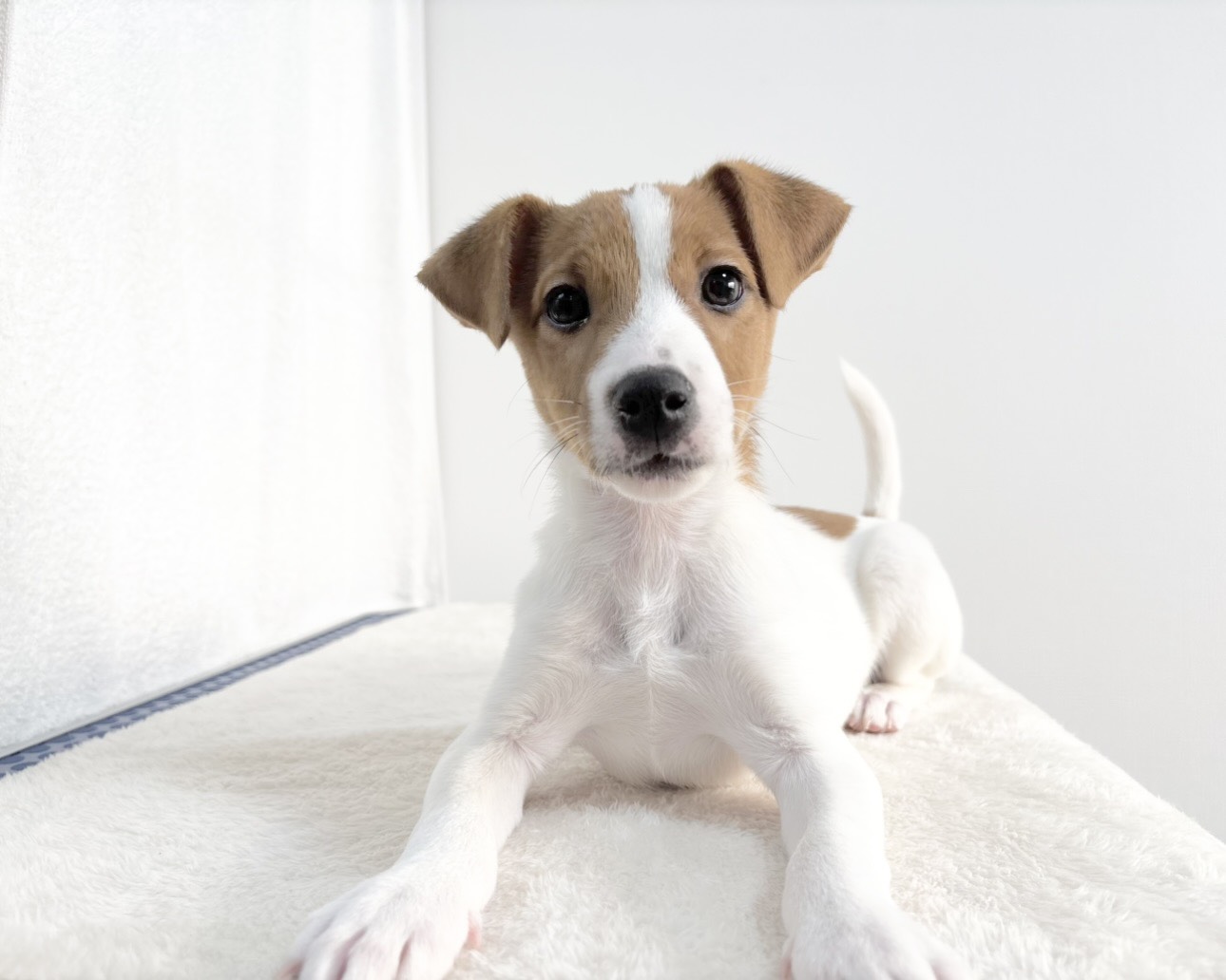 群馬県のジャックラッセルテリア (かねだいペットトライアル桐生/2025年9月27日生まれ/男の子/ホワイトタン)の子犬の2枚目の画像