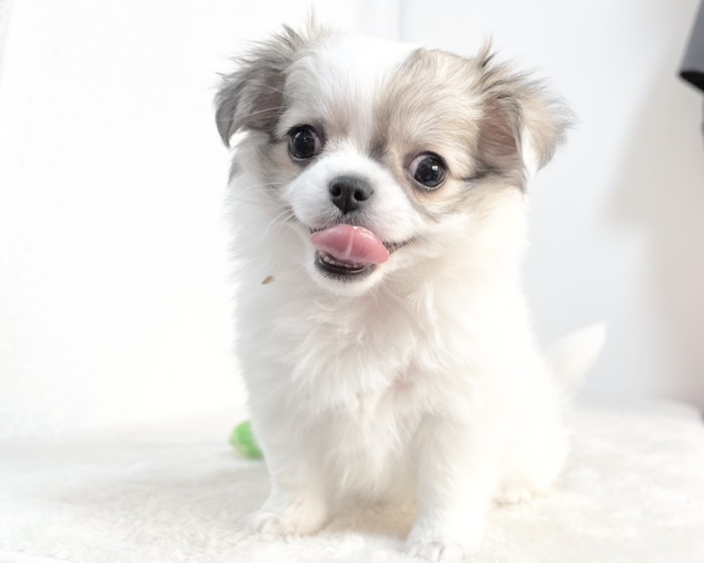 群馬県のチワワ(ロング) (かねだいペットトライアル桐生/2025年10月28日生まれ/女の子/ホワイトレッド)の子犬