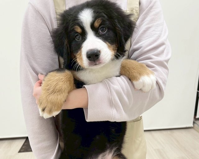 群馬県のバーニーズマウンテンドッグ (かねだいペットトライアル前橋/2025年10月7日生まれ/女の子/ブラック/ラスト/ホワイト)の子犬の2枚目の画像