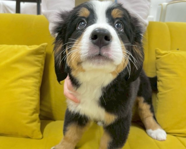 群馬県のバーニーズマウンテンドッグ (かねだいペットトライアル前橋/2025年10月7日生まれ/女の子/ブラック/ラスト/ホワイト)の子犬の4枚目の画像