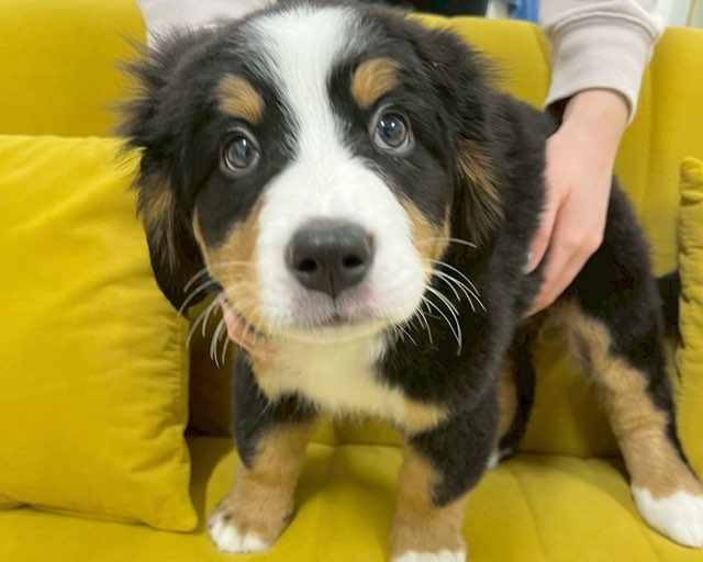 群馬県のバーニーズマウンテンドッグ (かねだいペットトライアル前橋/2025年10月7日生まれ/女の子/ブラック/ラスト/ホワイト)の子犬の3枚目の画像