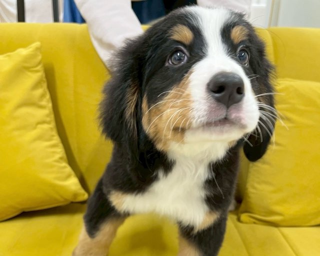 群馬県のバーニーズマウンテンドッグ (かねだいペットトライアル前橋/2025年10月7日生まれ/女の子/ブラック/ラスト/ホワイト)の子犬の1枚目の画像