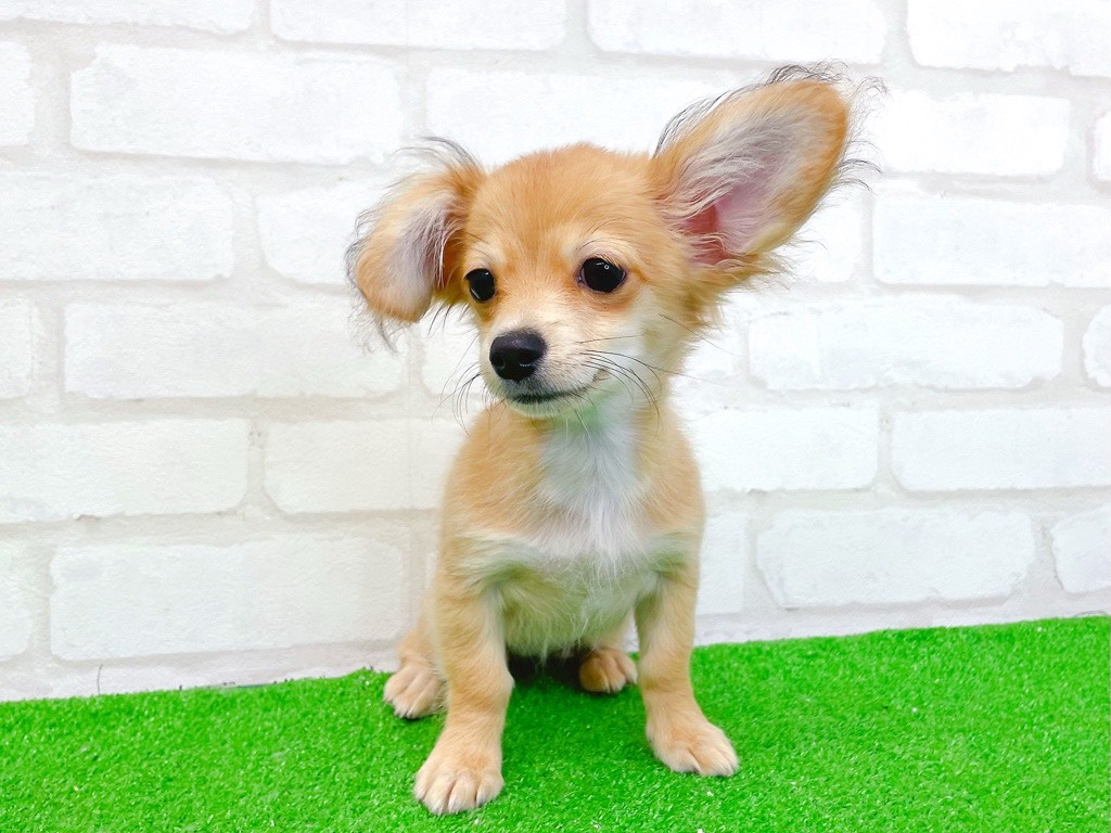 東京都のチワックス(チワワ×ダックス) (かねだい立川店/2025年8月24日生まれ/女の子/レッド)の子犬の2枚目の画像