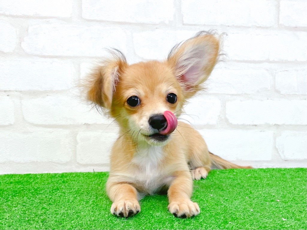 東京都のチワックス(チワワ×ダックス) (かねだい立川店/2025年8月24日生まれ/女の子/レッド)の子犬の3枚目の画像